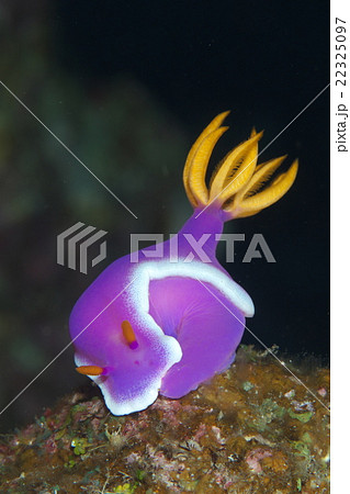 シンデレラウミウシの写真素材