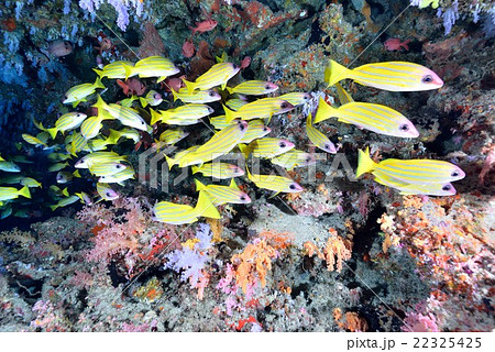 ヨスジフエダイ ヨスジフエダイ 22325425