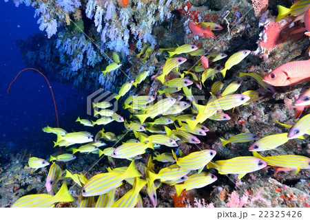 ヨスジフエダイ ヨスジフエダイ 22325426