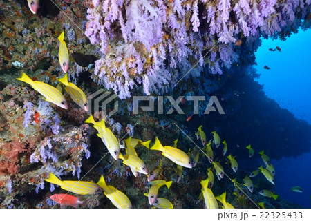 ヨスジフエダイ 22325433