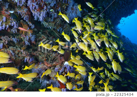 ヨスジフエダイ ヨスジフエダイ 22325434