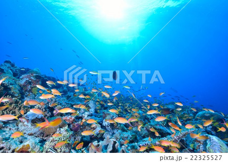 モルディブの海 22325527