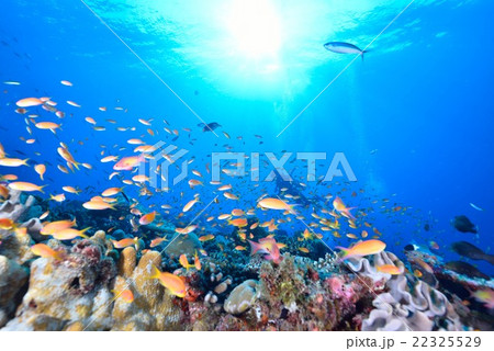 モルディブの海 22325529