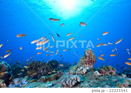 モルディブの海 22325541