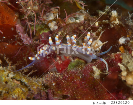 サキシマミノウミウシ属の１種 22326120