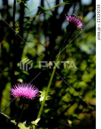 アザミ アザミ 22326236