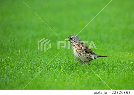 Fieldfare (Turdus pilaris) on the grass 22326363