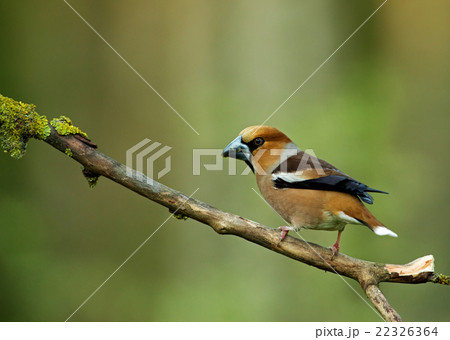Hawfinch (Coccothraustes coccothraustes) Hawfinch (Coccothraustes coccothraustes) 22326364