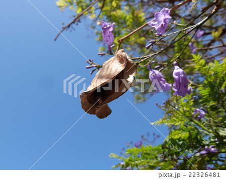 カスタネットみたいな果実・その2 カスタネットみたいな果実・その2 22326481