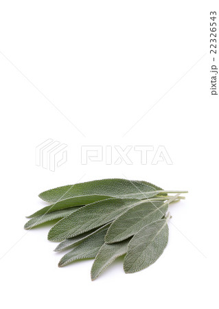 セージ:Sage 22326543