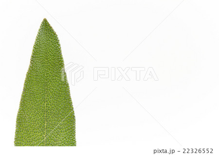 セージ:Sage 22326552