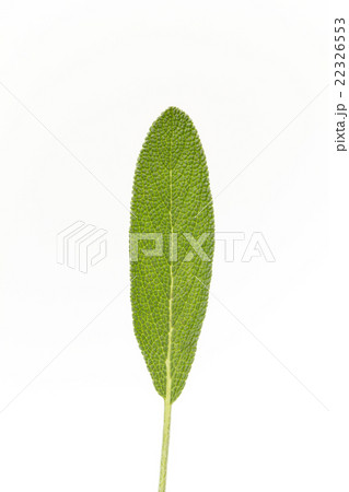 セージ:Sage 22326553