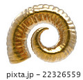 Horns sheep golden 22326559
