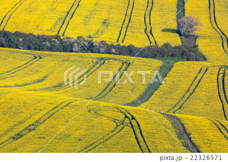 Beautiful yellow rapeseed fields in South Moravia 22326571