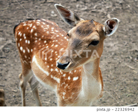 portrait of fawn deer calf 22326942