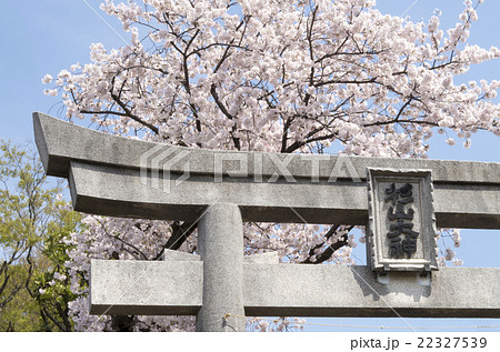 石の鳥居と満開の桜 石の鳥居と満開の桜 22327539