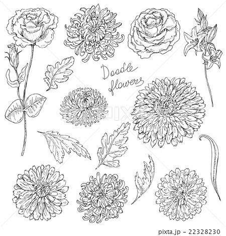 トップ100 桔梗 イラスト 白黒 美しい花の画像