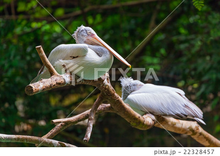 Pelican in park 22328457