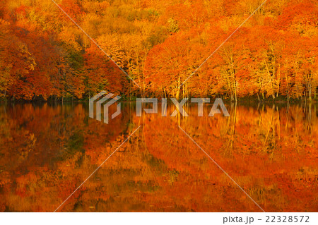 青森県　十和田市　蔦沼 22328572