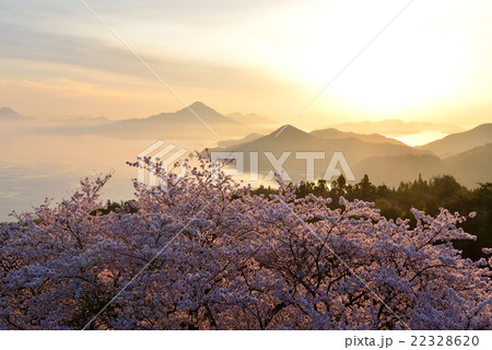 開山公園の桜 開山公園の桜 22328620