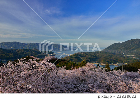 開山公園の桜 開山公園の桜 22328622