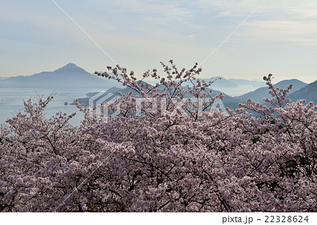開山公園の桜 開山公園の桜 22328624