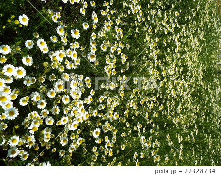 春の花壇を飾るカモミール 春の花壇を飾るカモミール 22328734
