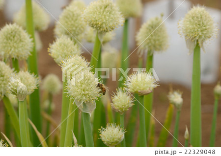 葱坊主 葱坊主 22329048