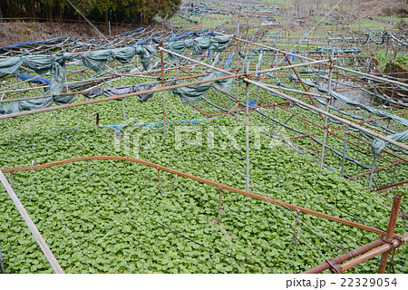 ワサビ田 ワサビ田 22329054
