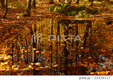 秋田県　藤里町　白神山地 22329117