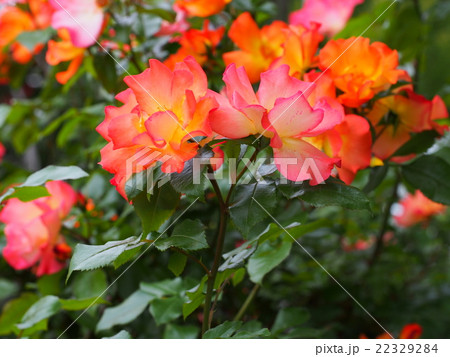 華やかなピンク色とオレンジ色と黄色が混じったバラの写真素材