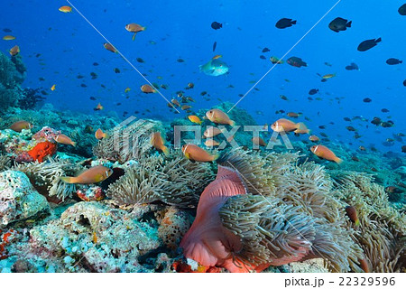 モルディブアネモネフィッシュ モルディブアネモネフィッシュ 22329596