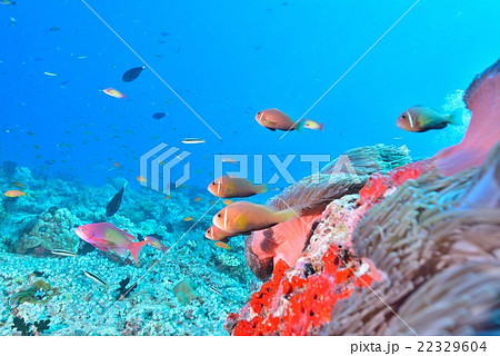 モルディブアネモネフィッシュ 22329604