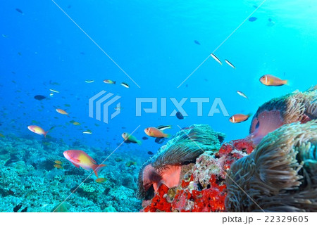 モルディブアネモネフィッシュ 22329605