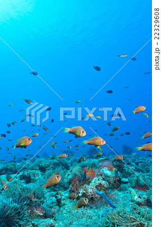 モルディブアネモネフィッシュ 22329608
