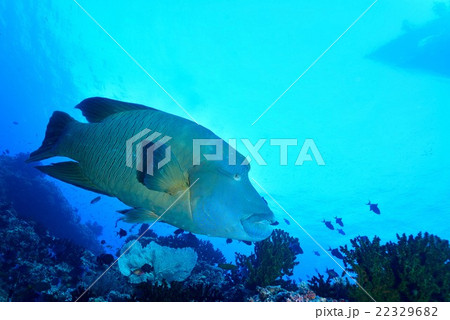 ナポレオンフィッシュ 22329682