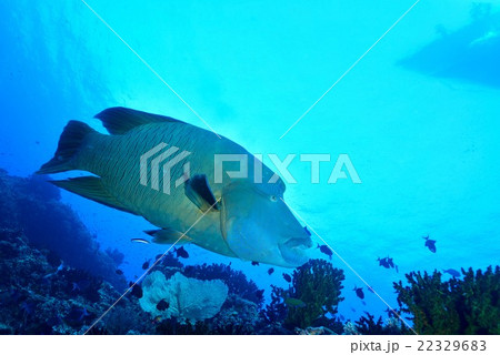 ナポレオンフィッシュ 22329683