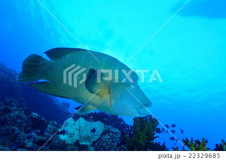 ナポレオンフィッシュ 22329685