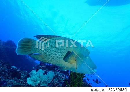 ナポレオンフィッシュ 22329686