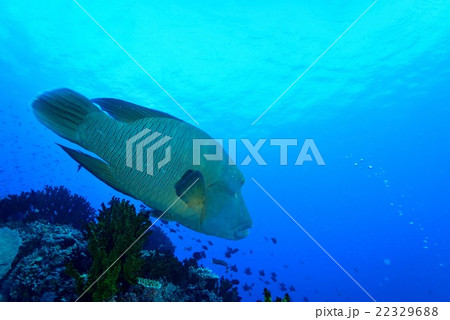 ナポレオンフィッシュ 22329688