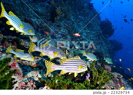 ムスジコショウダイ ムスジコショウダイ 22329734