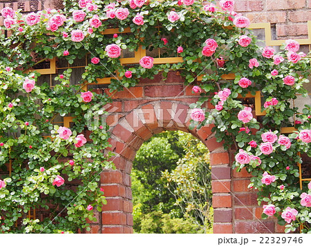 アーチ形の煉瓦とピンク色の綺麗なツルバラの写真素材