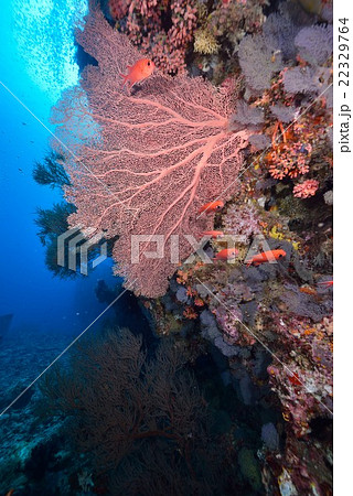 モルディブの海 モルディブの海 22329764