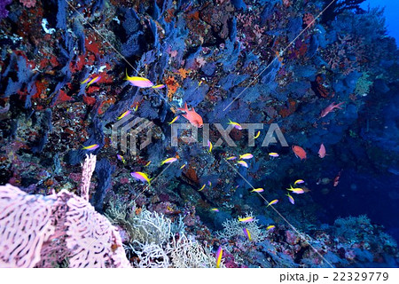 モルディブの海 モルディブの海 22329779