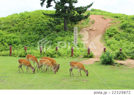 若草山　鹿と鶯塚古墳 22329872