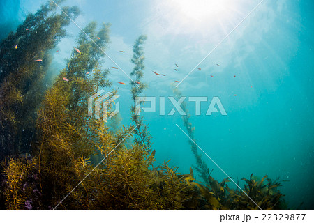 葉山芝崎の海藻 22329877