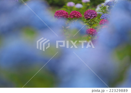 青い霧の中に見えた赤い紫陽花の写真素材