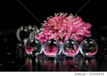 マツムシソウ、スカビオサ、花、接写、マクロ。 22330283