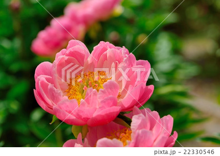 薄桃色の芍薬のクローズアップ 薄桃色の芍薬のクローズアップ 22330546