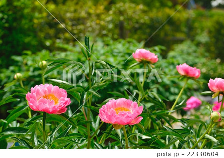 薄桃色の芍薬 22330604